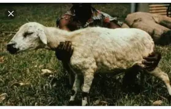 SHEEP POX: THE CONTAGIOUS DISEASE FARMERS MUST NOT IGNORE